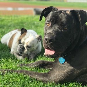 Meet your Posher, Alex